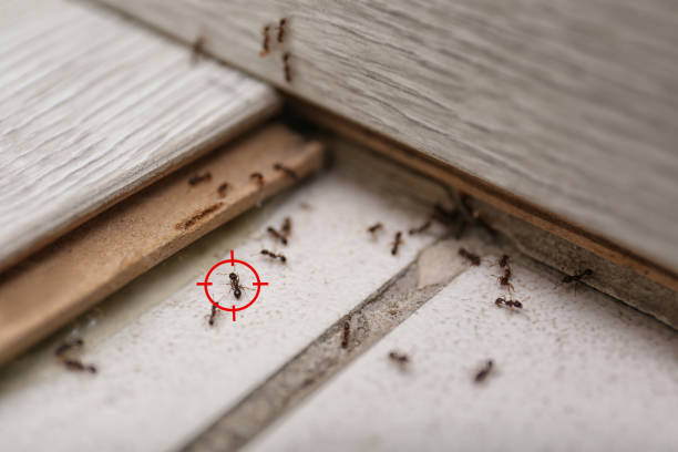 Best Local Pest Control Services  in Alexandria, IN